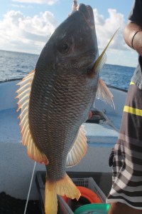 Kopie von tahiti1 448