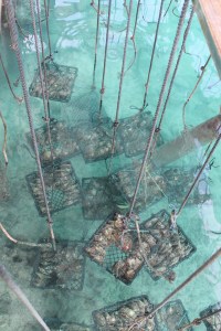 Kopie von tahiti1 450