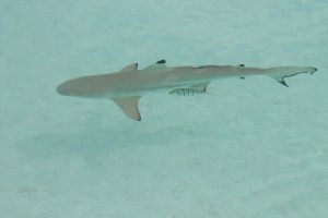 Kopie von tahiti1 503