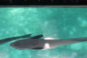 moorea tahiti noumea 053