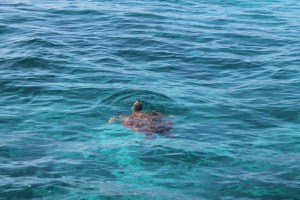 moorea tahiti noumea 056