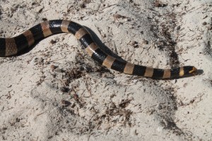 moorea tahiti noumea 091